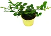 Kaffirská limetka – Citrus hystrix – 1 rostlina – Kaffirská Náhled obrázku produktu 2