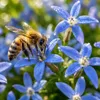 Stauden Gänge 10 x Isotoma fluviatilis - Blauer Produktbild-Vorschau 7