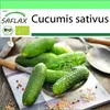 SAFLAX Garden to go - BIO - uhorka - podhorské hrozno - Náhľad obrázku produktu 10