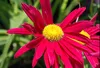 6 x Tanacetum (c) 'Robinson's Red' - Marguerite - pot 9 x 9 Voir les images du produit 1