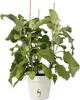 Green Basic Anzuchttopf (17 cm) | Töpfe von Elho, Produktbild-Vorschau 3