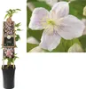 Clematis montana 'Mayleen' Clematide di montagna – pianta Anteprima dell’immagine prodotto 2