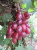 Vitis vinifera Rhea® Rose - Weinrebe Weintraube Tafeltraube Produktbild-Vorschau 2