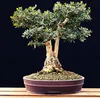 Exotische Bonsai Samen mit hoher Keimrate - Pflanzen Samen Produktbild-Vorschau 4