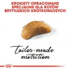 Royal Canin British Shorthair Kitten, Kitten, Britisch Produktbild-Vorschau 9