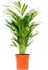 Bloomique - Dypsis Lutescens - Goldfruchtpalme - Areca Produktbild-Vorschau 1