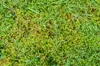 A close-up view of moss and grass on the ground. Produktbild-Vorschau