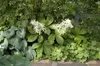 Rodgersia aesculifolia, Schaublatt, ca. 11x11 cm Topf Produktbild-Vorschau 4