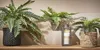 Planta decorativa Mica Decorations, cerámica, palmera (11,5 Vista previa de la imagen del producto 4