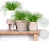 Bloomique - Zestaw 3 szt. - Cyperus Zumula - Trawa dla Podgląd zdjęcia produktu 2