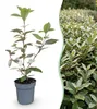 GreenboutiQ - Heckenpflanzen - Eleagnus ebbingei Compacta - Produktbild-Vorschau 1