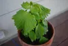 Shiso (Perilla frutescens var. crispa f. viridis)  – 50 Náhľad obrázku produktu 2