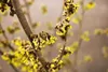 Hamamelis int. 'Westerstede' - Zaubernuss Pojemnik 60-80 cm Podgląd zdjęcia produktu 1