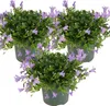 3er-Set - Campanula Ambella Lavender - Glockenblume - Produktbild-Vorschau 1
