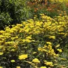 6 plants de millepertuis (Achillea 'Moonshine') | Pot de Voir les images du produit 2
