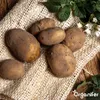 Agria Pflanzkartoffeln 28/35 (5 kg) - Organifer Produktbild-Vorschau 7