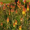 5er-Mix - Kniphofia Uvaria Grandiflora - Feuerpfeil - Produktbild-Vorschau 6