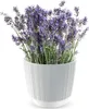 Prosperplast Blumentopf RYFO Weiß 14,6 cm Produktbild-Vorschau 15