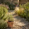 Bloomique - Zestaw 6 sztuk - Lavandula Angustifolia ‘Dwarf Podgląd zdjęcia produktu 6