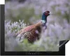 KitchenYeah© Herdabdeckplatte Fasan - Blumen - Vogel , Produktbild-Vorschau 1