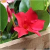 Dipladenia, rot - 6 Pflanzen Produktbild-Vorschau 3