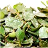Pianta da appartamento da appendere - Hoya curtisii - Anteprima dell’immagine prodotto 3