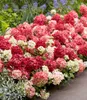 BALDUR Garten 1x Niedrige Hortensie 'Groundbreaker® Ruby®', Produktbild-Vorschau 1