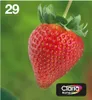 Epson Multipack 29 EasyMail - 4-pak - czarny, żółty, cyjan, Podgląd zdjęcia produktu 6