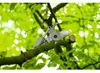 Bosch accu-snoeischaren GGP18V-45EP Productafbeelding-voorbeeld 2