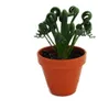 Albuca spiralis "Frizzle Sizzle" - Neobvyklá rastlina Náhľad obrázku produktu 2