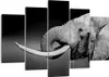 Bild auf Leinwand - Leinwandbild - Elefant Stoßzahn Natur - Produktbild-Vorschau 1