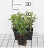 6 x Hypericum calycinum - ľubovník bodkovaný - kvetináč 9 x Náhľad obrázku produktu 1