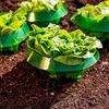 Grüne Plastik-Pflanzenkragen um junge Salatpflanzen in dunkelbrauner Erde Anteprima dell’immagine prodotto