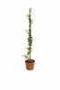 Plumbago auriculata 120–160 cm – Gelsomino blu, Plumbago Anteprima dell’immagine prodotto 4
