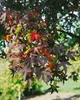 Liquidambar styraciflua 'Worplesdon', Amberbaum, 80–100 cm Produktbild-Vorschau 12