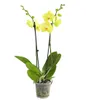 Dehner Schmetterlingsorchidee, zweitriebig, gelbe Blüten, Produktbild-Vorschau 2