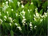 Stauden Gänge 10 x Convallaria majalis - Maiglöckchen - Der Produktbild-Vorschau 1