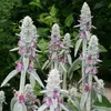 6 x Woll Ziest - Stachys byzantina  | Topf 9cm x 9cm Produktbild-Vorschau 2