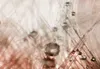 Wandbild Mega XXXL Pusteblume 250x125 cm Einteiliger Produktbild-Vorschau 9