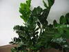 [Palmenlager] XL Zamioculcas zamiifolia "Zamia Farn" 100 cm Produktbild-Vorschau 3