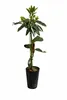 Avocatier « Bacon » 120–160 cm en pot – Avocatier pour Voir les images du produit 5