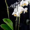 KADAX Podpórka Do Roślin Storczyków Kwiatów 10szt 50cm Podgląd zdjęcia produktu 4