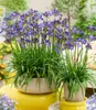 BALDUR Garten 1x Zwerg-Agapanthus 'Fairy Blue®', Knolle in Produktbild-Vorschau 4