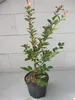 Lagerstroemia indica Hopi - Chinesische Kräuselmyrte - Produktbild-Vorschau 3