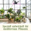 A collection of potted Mediterranean plants, including orange trees, under a grow light in a sunlit room with large windows. Produktbild-Vorschau
