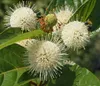 Knopfbusch (Cephalanthus occidentalis) - 40-60cm im 3 Liter Produktbild-Vorschau 2