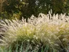 Stauden Gänge 5 x Pennisetum alopecuroides im 1 Liter Topf Produktbild-Vorschau 5