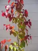 Cercis canadensis Eternal Flame - Kanadischer Judasbaum - Produktbild-Vorschau 3