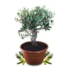 Meine Orangerie Olivenbaum Bonsai Mezzo - echtes Produktbild-Vorschau 2