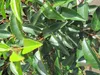 Prunus lusitanica - Portugisische Lorbeerkirsche - Produktbild-Vorschau 3